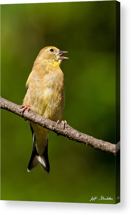 American Goldfinch Acrylic Print featuring the photograph American Goldfinch Singing by Jeff Goulden