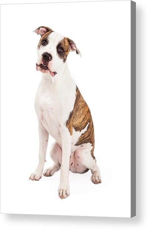 American Staffordshire Terrier Acrylic Print featuring the photograph American Staffordshire Terrier Dog Sitting by Good Focused