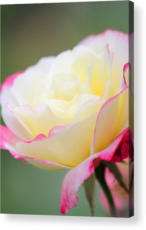 Rose Art Acrylic Print featuring the photograph Angel of Roses by The Art Of Marilyn Ridoutt-Greene