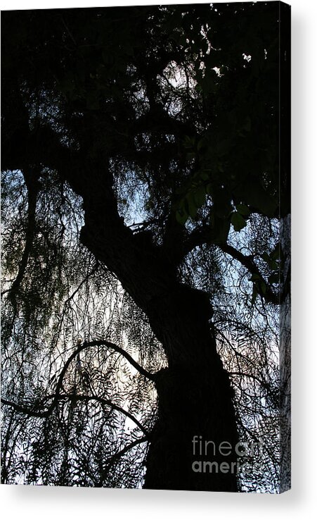 California Pepper Tree Acrylic Print featuring the photograph Anna's Mood by Linda Shafer
