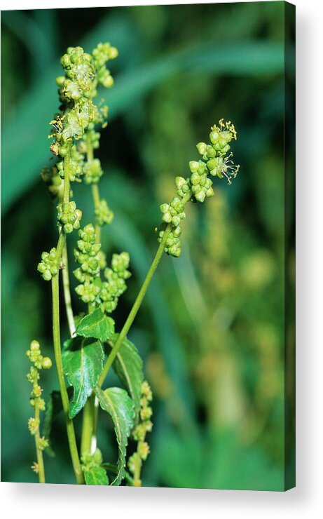 Annual Mercury Acrylic Print featuring the photograph Annual Mercury (mercurialis Annua) by Bruno Petriglia/science Photo Library