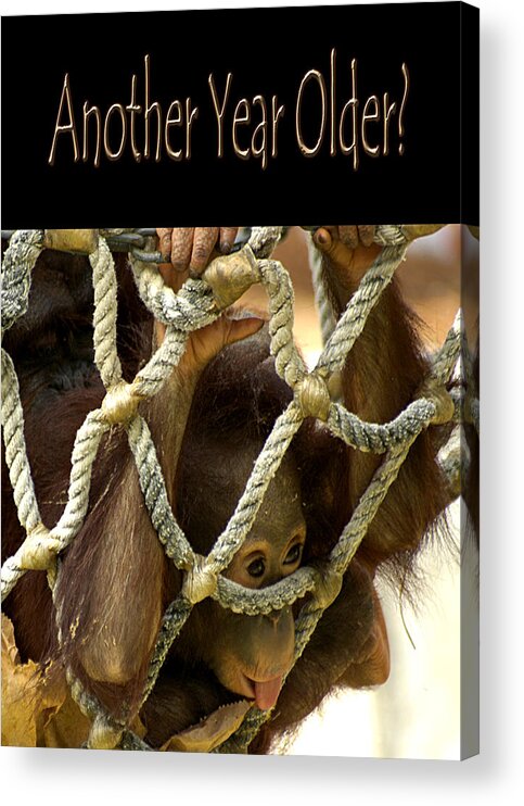 Orangutan Acrylic Print featuring the photograph Another Year Older by Carolyn Marshall