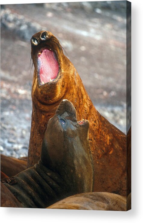 Aquatic Wildlife Acrylic Print featuring the photograph Antarctic elephant seals by Dennis Cox