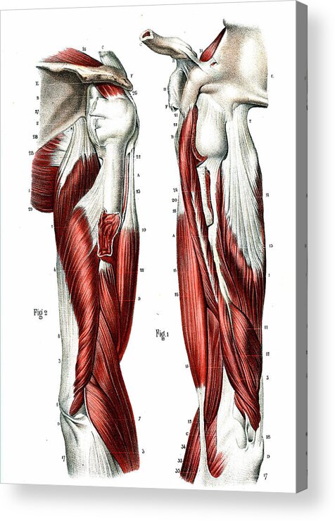 1866 Acrylic Print featuring the photograph Arm Muscles by Collection Abecasis