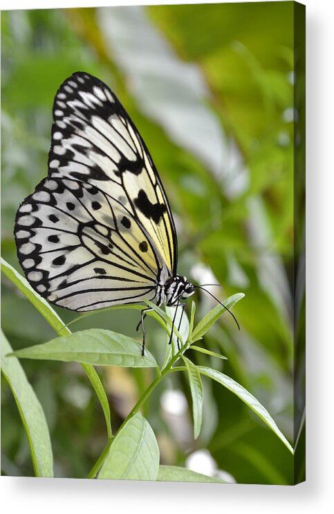 Rice-paper Butterfly Acrylic Print featuring the photograph At rest by Spikey Mouse Photography