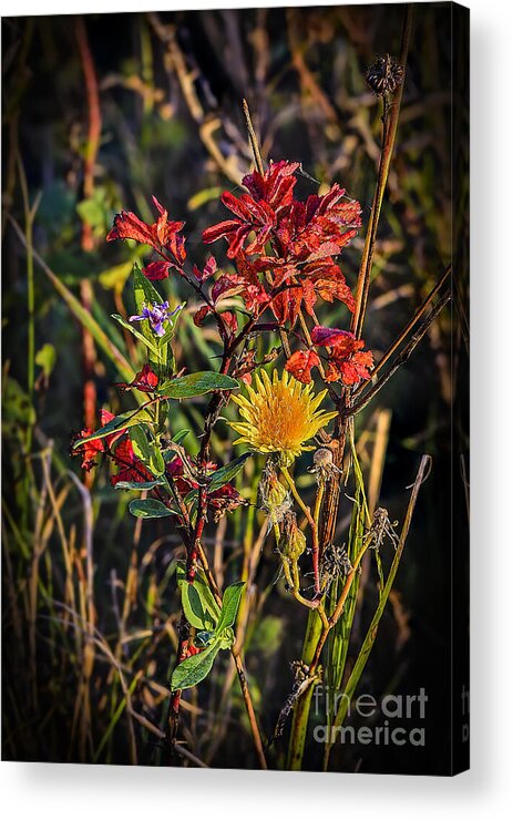 Fall Acrylic Print featuring the photograph Autumn Bouquet by Viktor Birkus