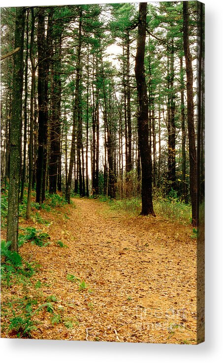 Autumn Acrylic Print featuring the photograph Autumn Walk by Raymond Earley