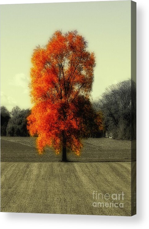 Oak Acrylic Print featuring the photograph Autumn's Living Tree by Sharon Woerner