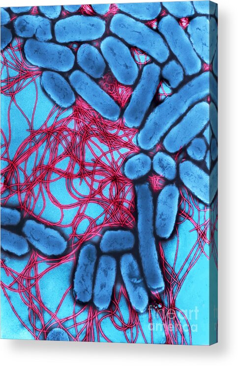 Bacteria Acrylic Print featuring the photograph B2201367 - Salmonella enteritidis by Spl