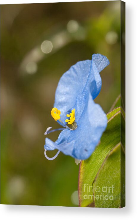 Commelina Acrylic Print featuring the photograph Baby Blue Commelina by Sari ONeal