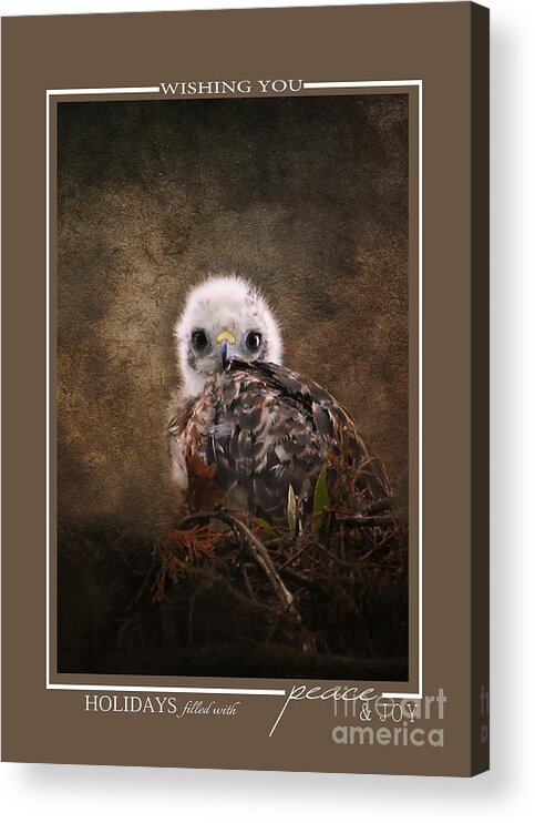 Bird Christmas Cards Acrylic Print featuring the photograph Baby Hawk Wildlife Christmas Cards by Jai Johnson