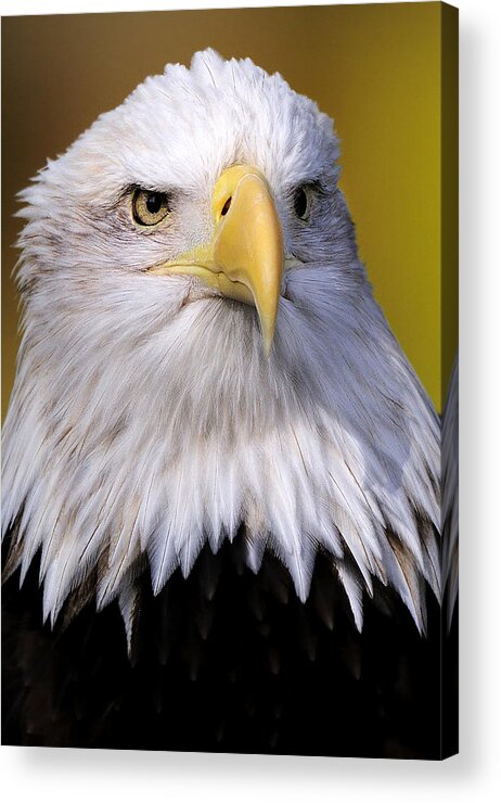  Acrylic Print featuring the photograph Bald Eagle portrait by Bill Dodsworth