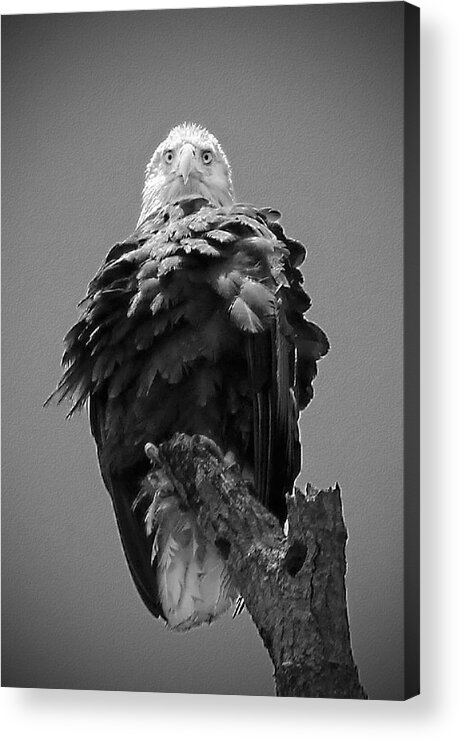 Bald Acrylic Print featuring the photograph Bald Eagle Stare B W by Jemmy Archer