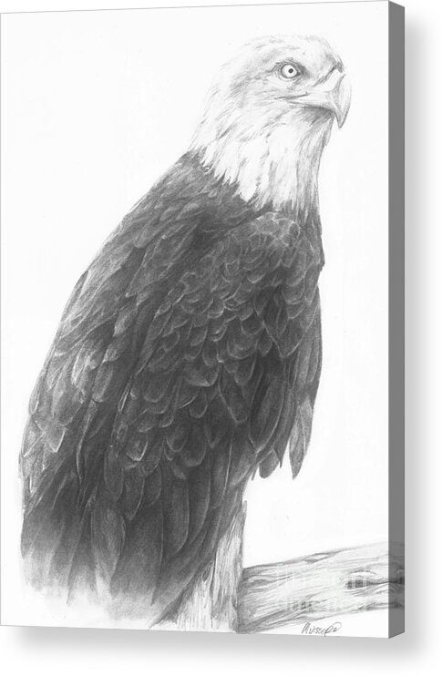 Eagle Acrylic Print featuring the drawing Bald eagle study by Meagan Visser