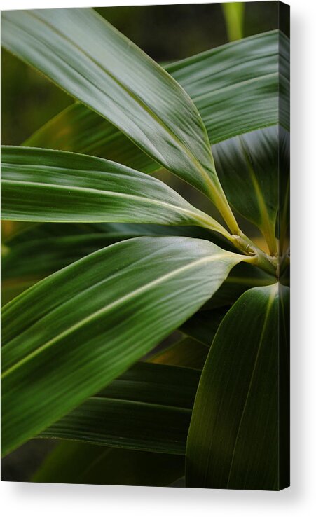 Bamboo Acrylic Print featuring the photograph Bamboo Foliage Pseudosasa japonica by Nathan Abbott