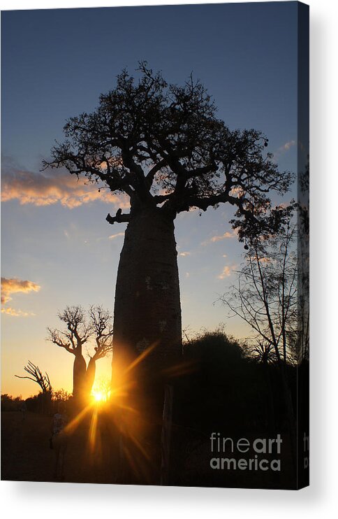 Prott Acrylic Print featuring the photograph baobab from Madagascar 6 by Rudi Prott