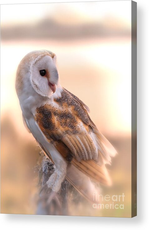 Barn Owl Acrylic Print featuring the photograph Basking In The Morning Sun by Mary Lou Chmura