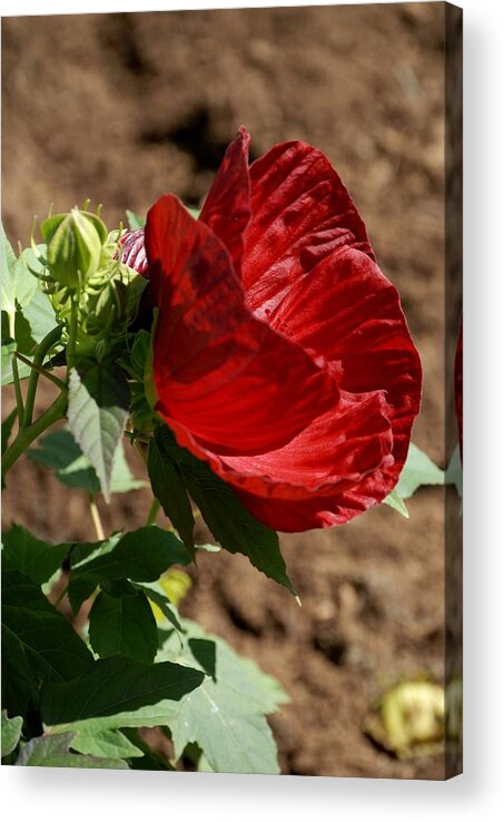Plants Acrylic Print featuring the photograph Big Leif by Donna Stiffler