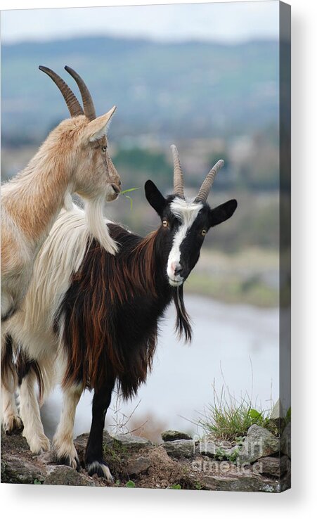 Feral Goats Acrylic Print featuring the photograph Bilberry goats by Joe Cashin