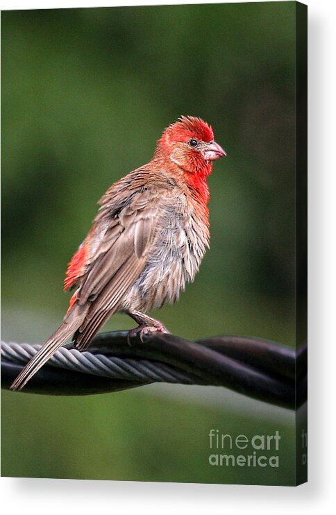 Birds Acrylic Print featuring the photograph High Wire Act by Geoff Crego