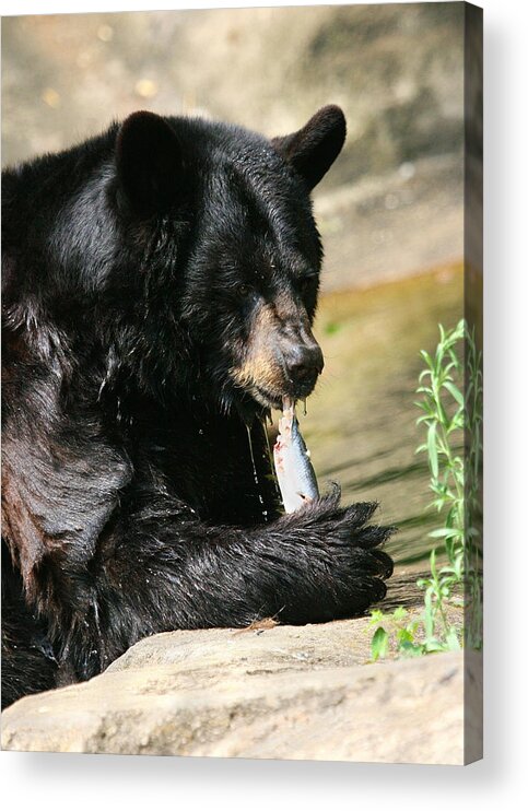 Nature Acrylic Print featuring the photograph Black Bear Fish Catch by Angela Rath