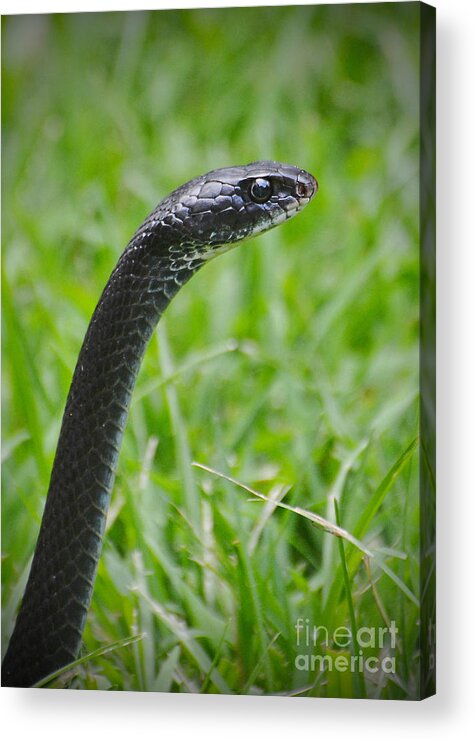 Snake Acrylic Print featuring the photograph Black Racer by Kathy Baccari