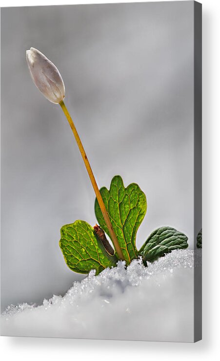 2011 Acrylic Print featuring the photograph Bloodroot in Snow by Robert Charity