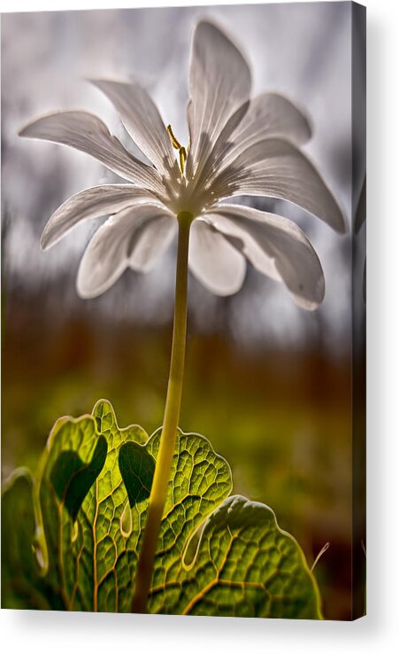 2011 Acrylic Print featuring the photograph Bloodroot by Robert Charity
