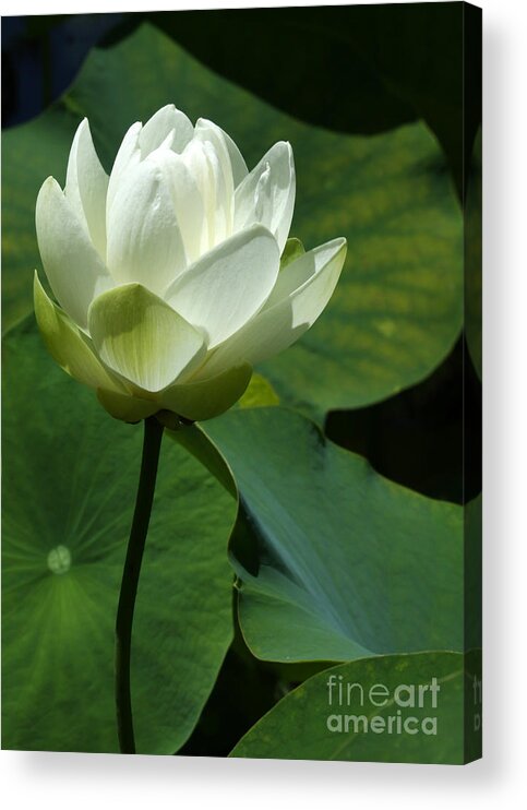 Macro Acrylic Print featuring the photograph Blooming White Lotus by Sabrina L Ryan