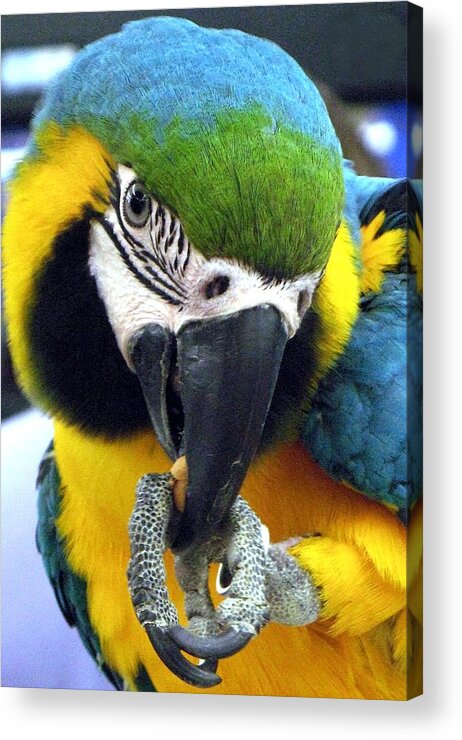 Macaw Acrylic Print featuring the photograph Blue and Gold Macaw with a Peanut by Andrea Lazar
