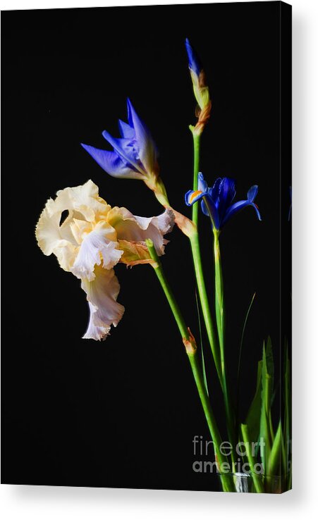 Flowers Acrylic Print featuring the photograph Blue and White Iris' by Nancy Bradley