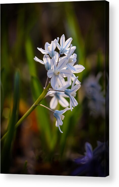 Flower Acrylic Print featuring the photograph Blue and White by Robert Mitchell