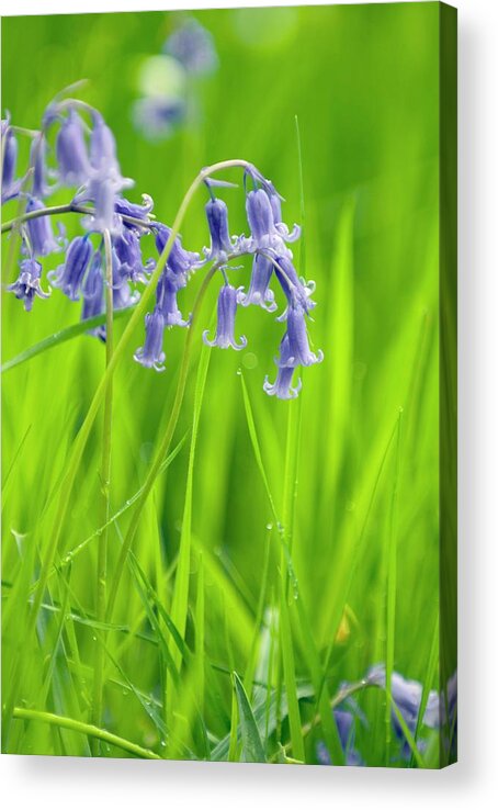 Bluebell Acrylic Print featuring the photograph Bluebells (hyacinthoides Sp.) by Simon Fraser/science Photo Library