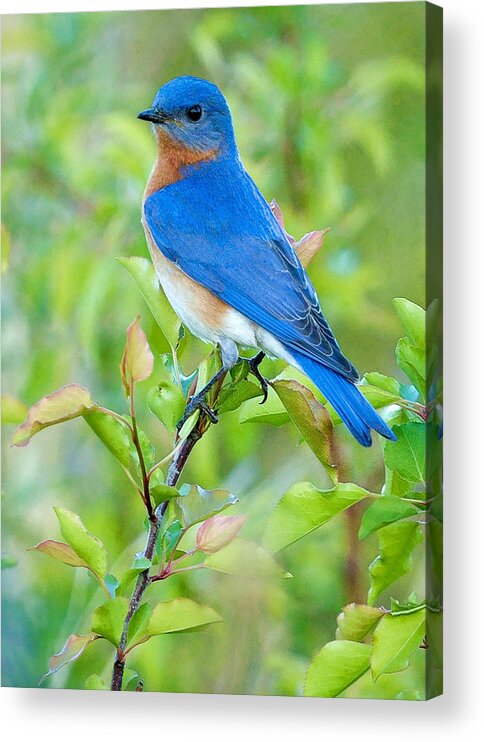 Bluebird Acrylic Print featuring the photograph Bluebird Joy by William Jobes