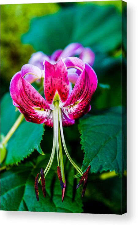 Lilly. Pink Lilly. Flower. Stamin. Leaves. Stems. Nature. Schoefle Gardens Acrylic Print featuring the photograph Blushing by Mary Timman