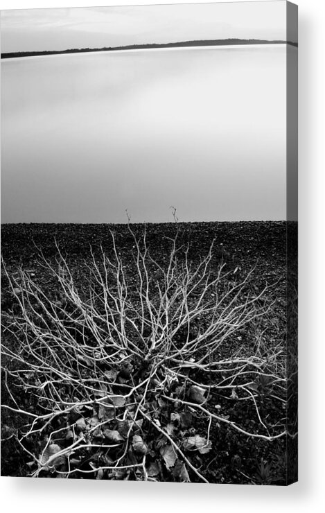Wood Acrylic Print featuring the photograph Branching Out by Brian Duram