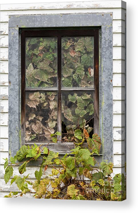 Window Acrylic Print featuring the photograph Breaking And Entering by Alan L Graham