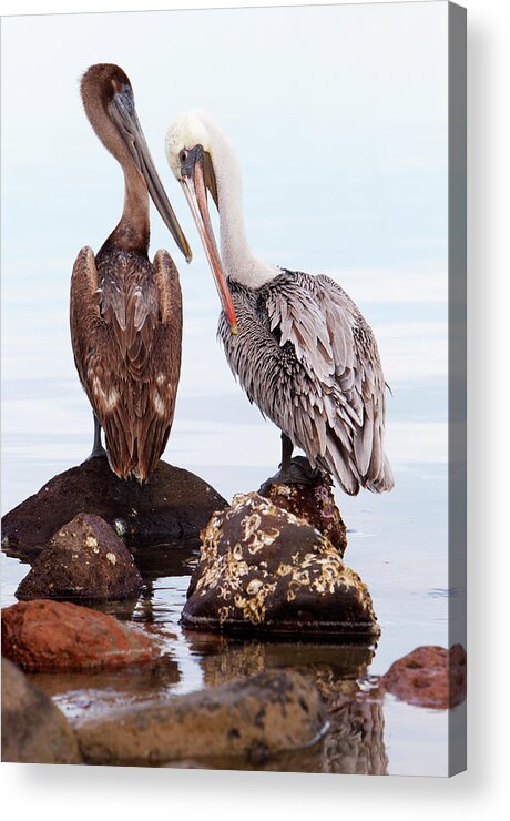 People Acrylic Print featuring the photograph Brown Pelicans Preening Pelecanus by Anna Henly