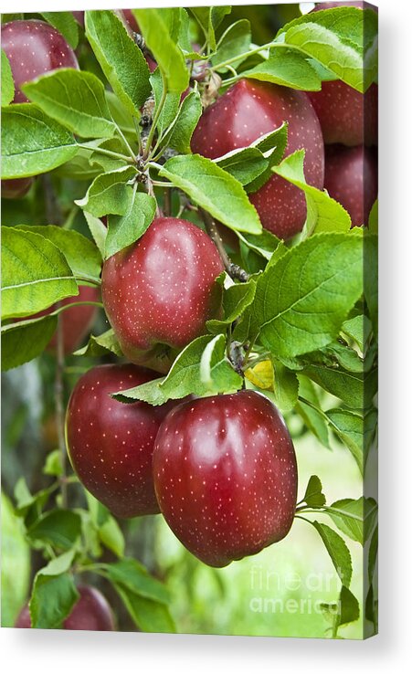 Apple Acrylic Print featuring the photograph Bunch of Red Apples by Anthony Sacco