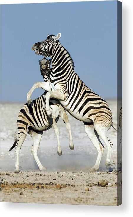 Equus Quagga Burchellii Acrylic Print featuring the photograph Burchell's Zebras by Tony Camacho/science Photo Library