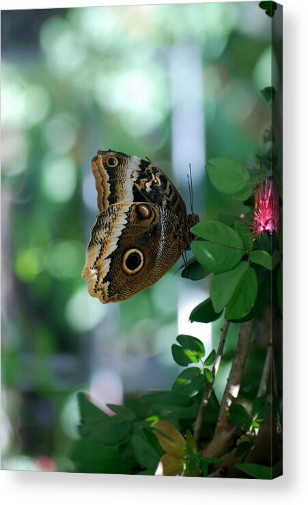 Lepidopterology Acrylic Print featuring the photograph Buterfly 4 by Rob Hans