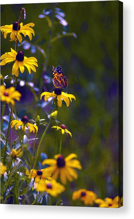Wildflowers And Butterflies Acrylic Print featuring the digital art Butterfly On Black Eyed Susans by Pamela Smale Williams
