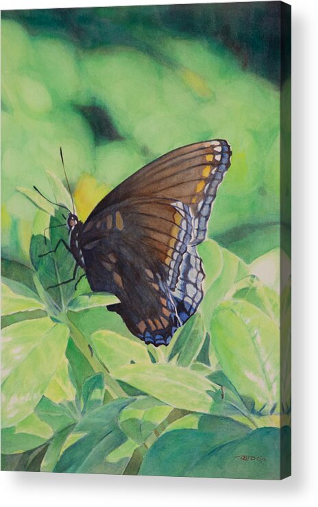 Attractive Acrylic Print featuring the painting Butterfly by Christopher Reid