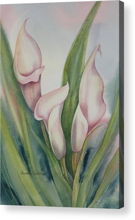Calla Lilies Acrylic Print featuring the painting Calla Lilies by Heather Gallup