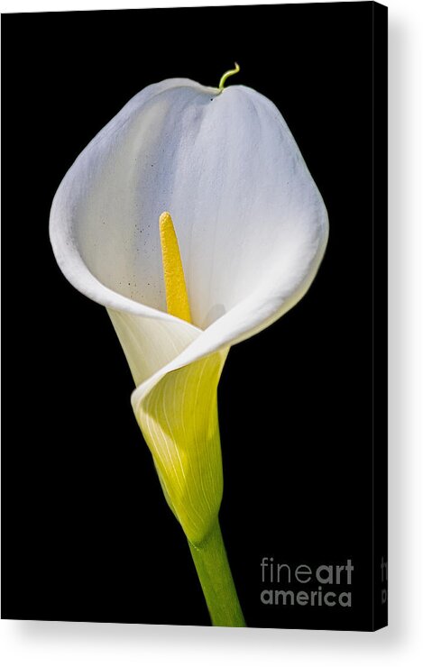 Calla Lily Acrylic Print featuring the photograph Calla Lily by Kate Brown