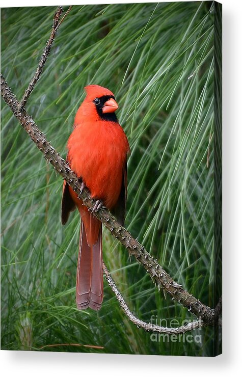 Cardinal Acrylic Print featuring the photograph Cardinal In A Pine Tree by Kathy Baccari