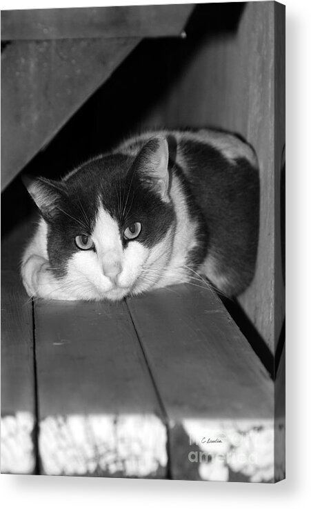 Claudia's Art Dream Acrylic Print featuring the photograph Cat Relaxing On Bench - Black and White by Claudia Ellis