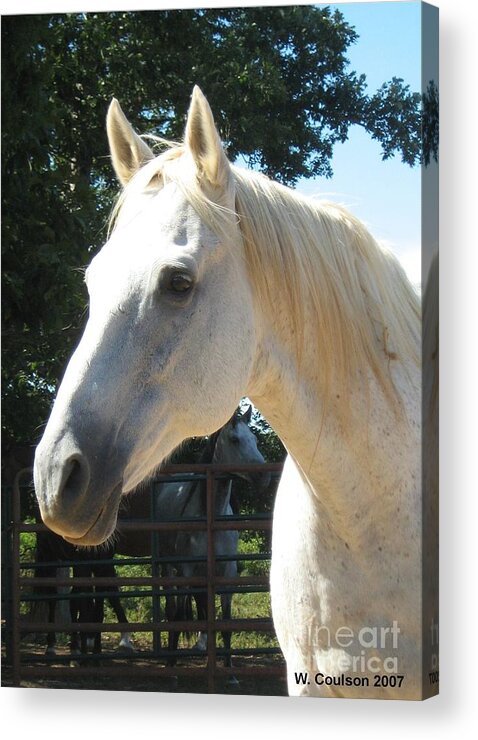 Horse Acrylic Print featuring the photograph Cherokee by Wendy Coulson