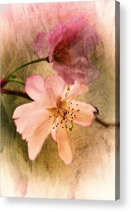 Cherry Blossoms - Barbara Socor Acrylic Print featuring the photograph Cherry Blossoms by Barbara Socor