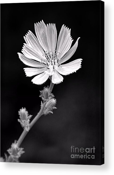 Chicory Acrylic Print featuring the photograph Chicory Wildflower by Sharon Woerner